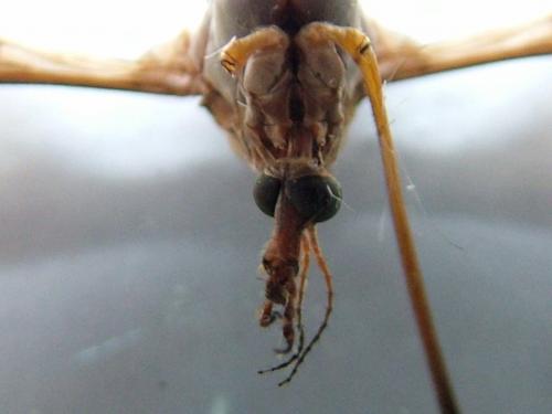 Réf. 248 896 : Tipula sp.